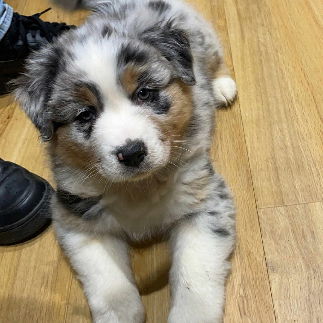 Vito participe au concours pour gagner de l'argent avec cette photo : animal, boy, canine, child, clothing, cockerspaniel, dog, footwear, hardwood, hound, husky, indoors, interiordesign, male, person, pet, plywood, puppy, shoe, wood