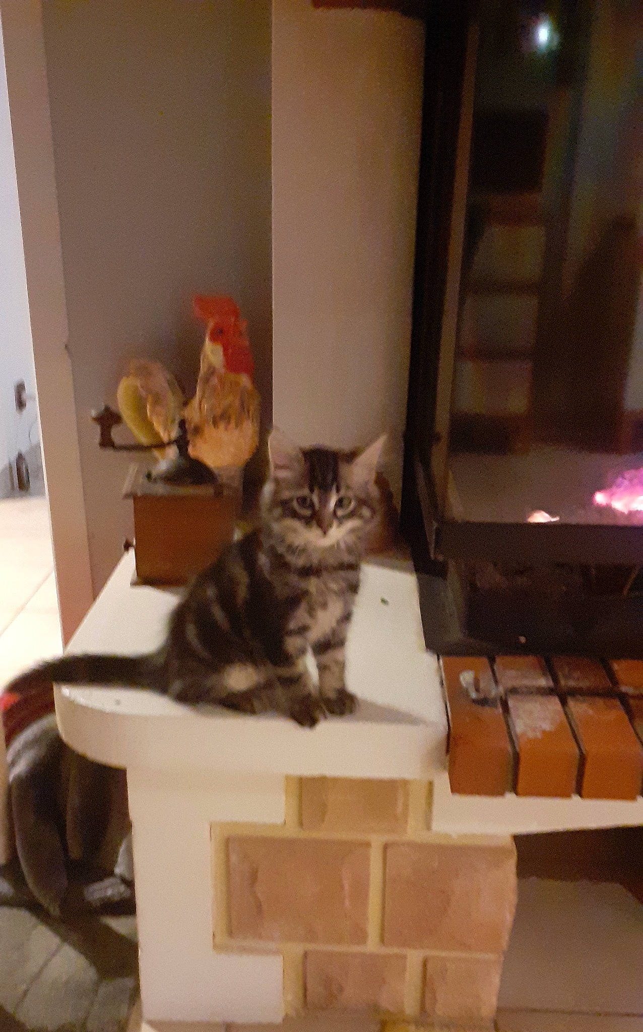 Picatchou a rejoint le concours — aidez-le/la à gagner de superbes lots ! box, carnivore, cat, cat_supply, comfort, domestic_short_haired_cat, felidae, floor, flooring, fur, hardwood, interior_design, room, shelf, shelving, small_to_medium_sized_cats, table, tail, whiskers, wood