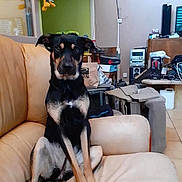 Ange a rejoint le concours — aidez-le/la à gagner de superbes lots ! dog, couch, indoor, furniture, pet, living_room, black_and_tan, animal, seated, curious, household_items, plush_toy, stereo, electronics, floor_tile, relaxed, domestic, ears, paw, brown