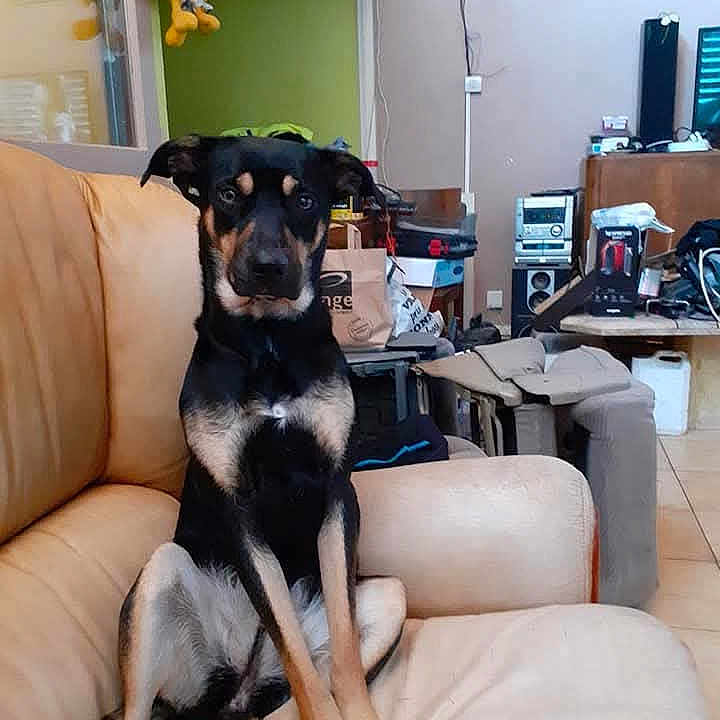 Ange a rejoint le concours — aidez-le/la à gagner de superbes lots ! animal, black_and_tan, brown, couch, curious, dog, domestic, ears, electronics, floor_tile, furniture, household_items, indoor, living_room, paw, pet, plush_toy, relaxed, seated, stereo