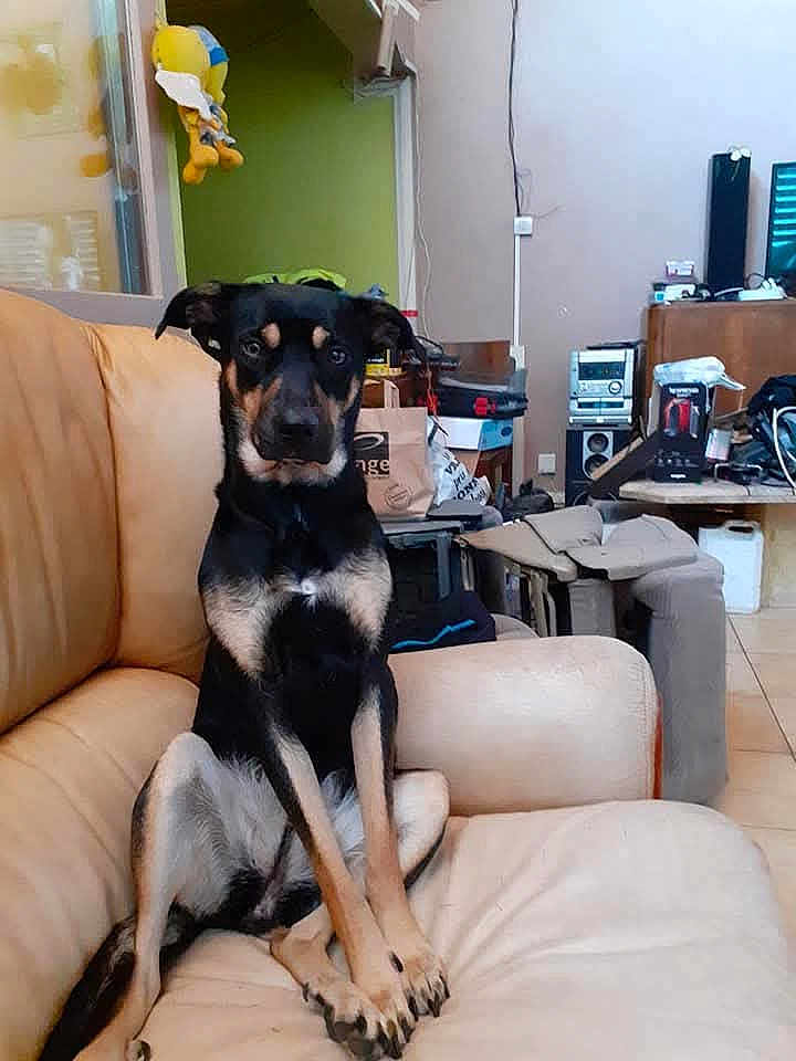 Ange a rejoint le concours — aidez-le/la à gagner de superbes lots ! dog, couch, indoor, furniture, pet, living_room, black_and_tan, animal, seated, curious, household_items, plush_toy, stereo, electronics, floor_tile, relaxed, domestic, ears, paw, brown