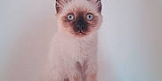 Xena a rejoint le concours — aidez-le/la à gagner de superbes lots ! angora, animal, art, birthdaycake, cake, cat, cream, dessert, doll, envelope, food, icing, kitten, mail, pet, siamese, text, toy