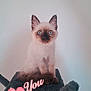 angora, animal, art, birthdaycake, cake, cat, cream, dessert, doll, envelope, food, icing, kitten, mail, pet, siamese, text, toy