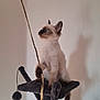 Xena participe au concours pour gagner de l'argent avec cette photo : accessories, angora, animal, cat, kitten, manx, pet, rat, rodent, siamese, strap, toy, wood