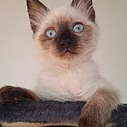 Xena participe au concours pour gagner de l'argent avec cette photo : angora, animal, cat, kitten, manx, pet, siamese