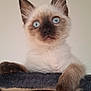 Xena a rejoint le concours — aidez-le/la à gagner de superbes lots ! angora, animal, cat, kitten, manx, pet, siamese