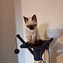 abyssinian, accessories, animal, cat, head, kitten, manx, person, pet, siamese, strap, wood