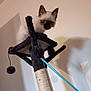 abyssinian, accessories, animal, cat, doll, featherboa, handrail, kitten, leash, manx, pet, siamese, strap, toy, wood