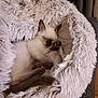 animal, armchair, bed, blanket, canine, cat, chair, clothing, couch, dog, fur, furniture, homedecor, kitten, manx, pet, siamese