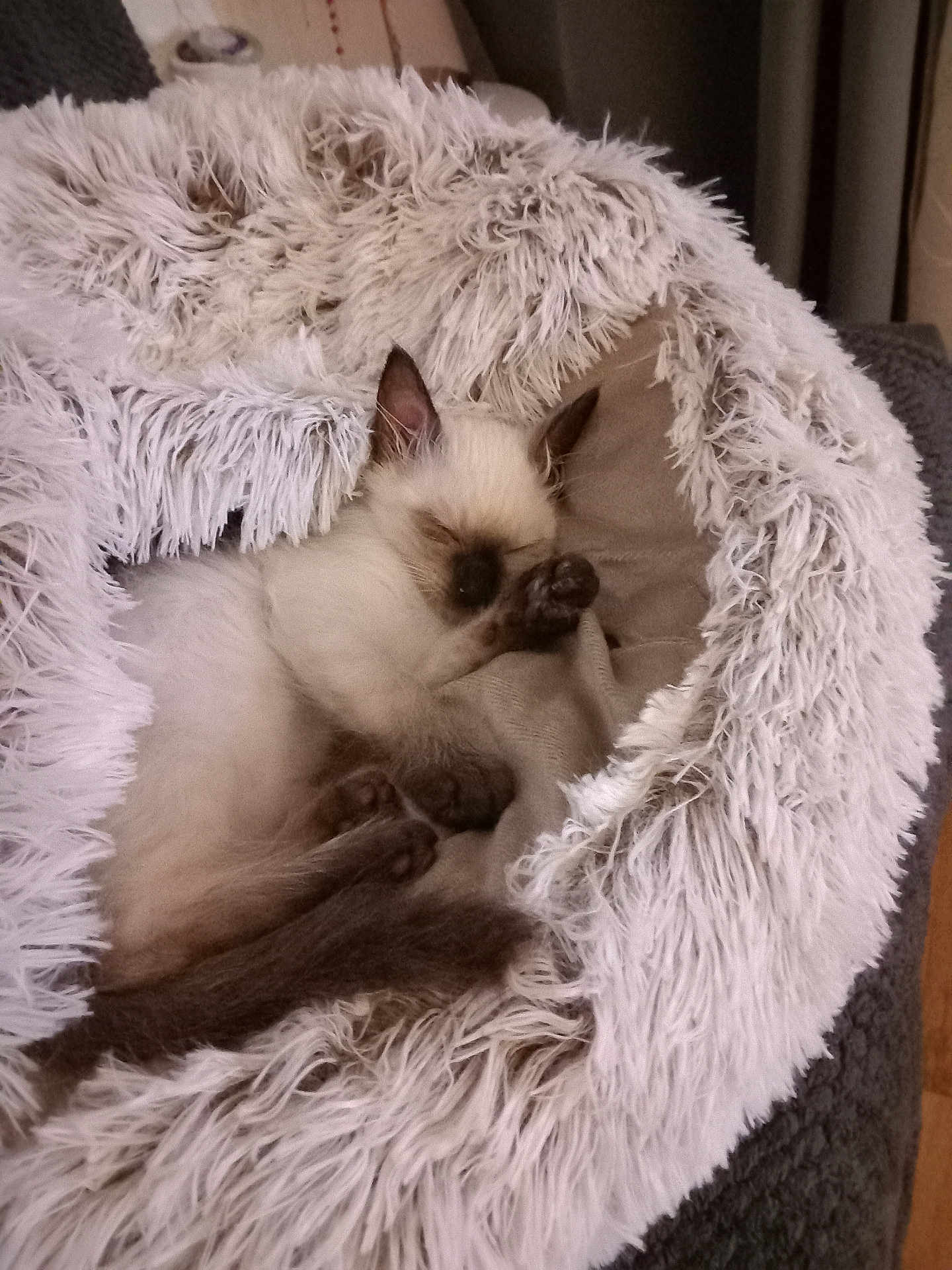 Xena a rejoint le concours — aidez-le/la à gagner de superbes lots ! animal, armchair, bed, blanket, canine, cat, chair, clothing, couch, dog, fur, furniture, homedecor, kitten, manx, pet, siamese