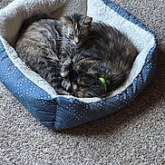 Kira And Wolfie joined the competition — help win amazing prizes! cat, cats, pet_bed, sleeping, curled_up, cozy, carpet, indoor, feline, fur, collar, resting, animal, domestic, cute, companions, two_animals, blue_bed, white_bed, peaceful