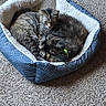 cat, cats, pet_bed, sleeping, curled_up, cozy, carpet, indoor, feline, fur, collar, resting, animal, domestic, cute, companions, two_animals, blue_bed, white_bed, peaceful