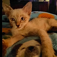 Scout joined the competition — help win amazing prizes! kitten, cat, animal, pet, indoor, blanket, television, furniture, living_room, cute, young, fur, whiskers, ears, laying_down, cozy, blurred, soft_lighting, home, relaxing