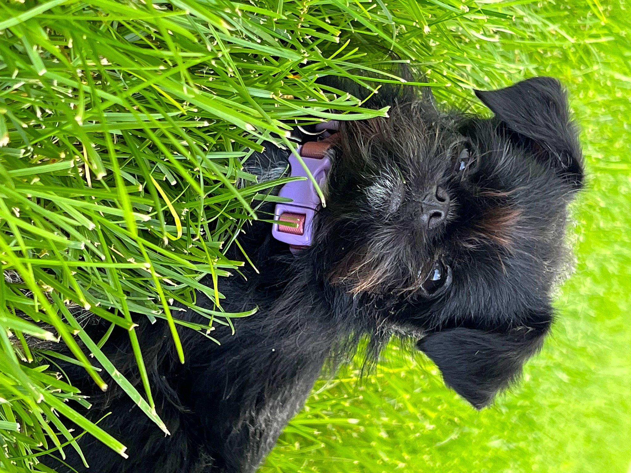 Hermione joined the competition — help win amazing prizes! canidae, carnivore, companion_dog, dog, dog_breed, dog_collar, fur, grass, groundcover, plant, puppy, small_terrier, snout, sporting_group, tail, terrestrial_animal, terrestrial_plant, terrier, toy_dog, working_animal