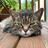 Little Man joined the competition — help win amazing prizes! cat, tabby_cat, green_eyes, wooden_deck, outdoor, close_up, pet, animal, relaxed, fur, whiskers, ears, nature, background, wood, floor, resting, lying_down, daylight, portrait