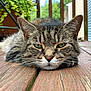 cat, tabby_cat, green_eyes, wooden_deck, outdoor, close_up, pet, animal, relaxed, fur, whiskers, ears, nature, background, wood, floor, resting, lying_down, daylight, portrait