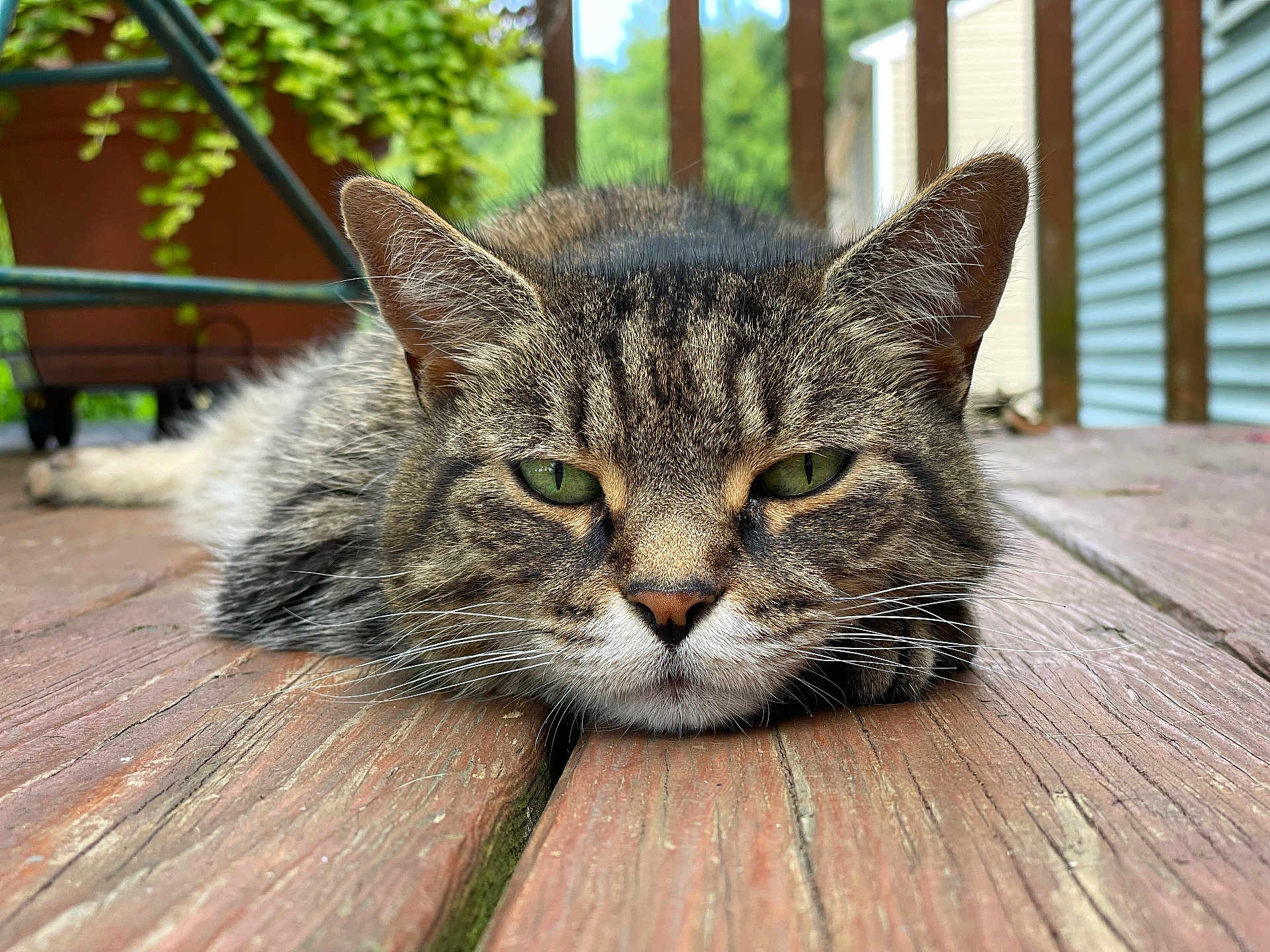 Little Man joined the competition — help win amazing prizes! cat, tabby_cat, green_eyes, wooden_deck, outdoor, close_up, pet, animal, relaxed, fur, whiskers, ears, nature, background, wood, floor, resting, lying_down, daylight, portrait