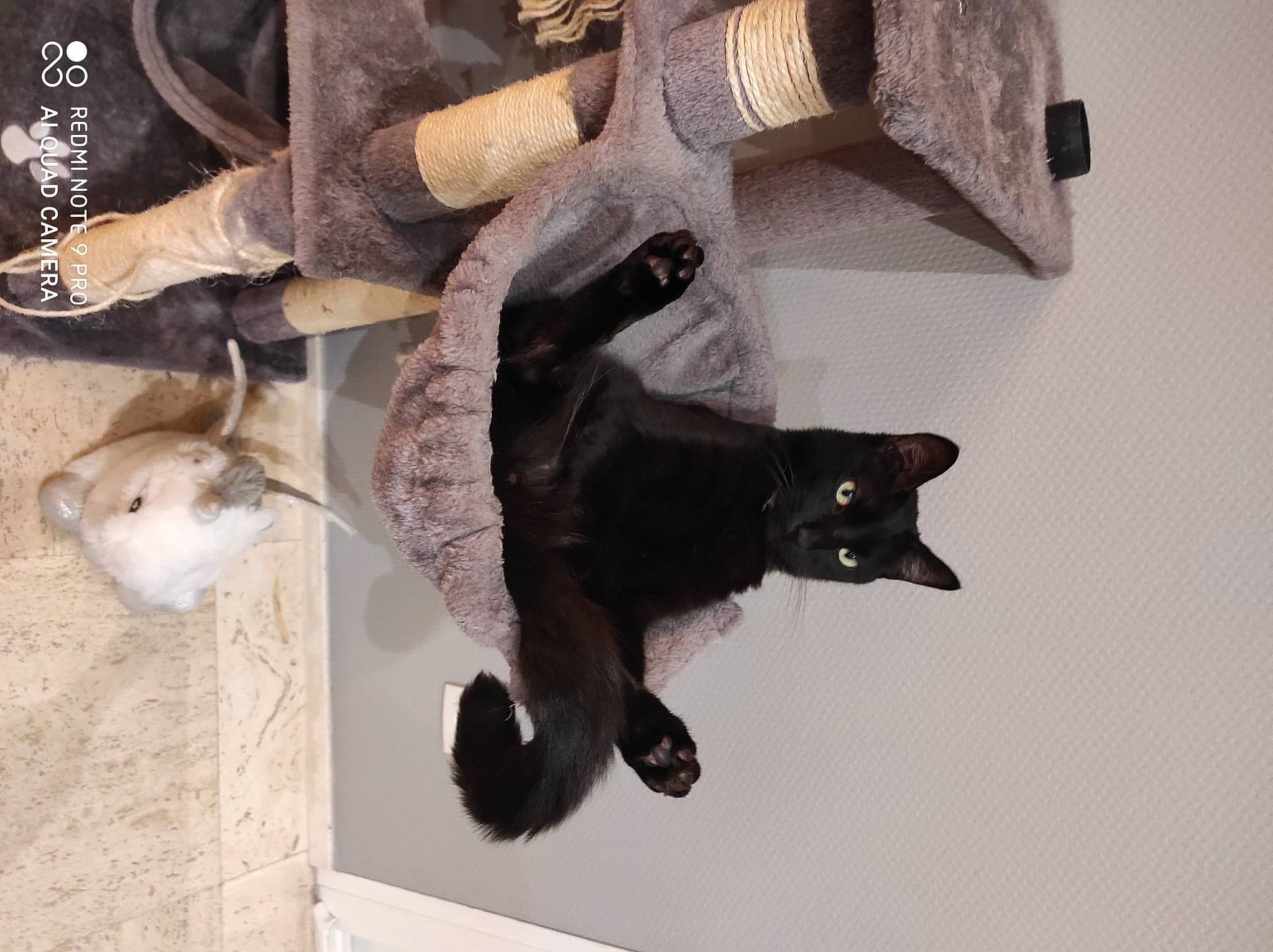 Boubou participe au concours pour gagner de l'argent avec cette photo : art, canidae, carnivore, cat, deer, domestic_short_haired_cat, felidae, fur, glove, horn, small_to_medium_sized_cats, tail, whiskers, wood