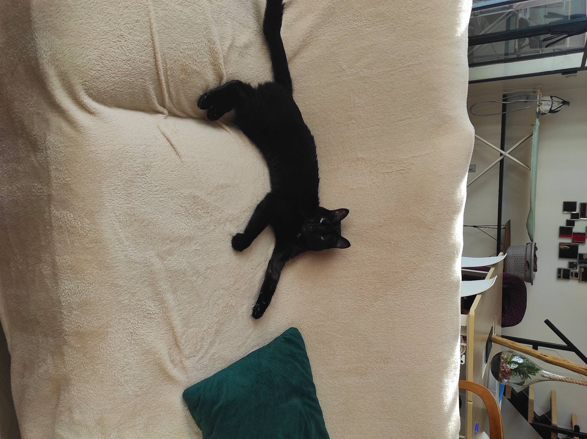 Boubou participe au concours pour gagner de l'argent avec cette photo : bed, black_cat, canidae, carnivore, cat, comfort, dog_breed, felidae, fur, gesture, grey, linens, small_to_medium_sized_cats, sporting_group, tail, textile, tree, whiskers, window, wood