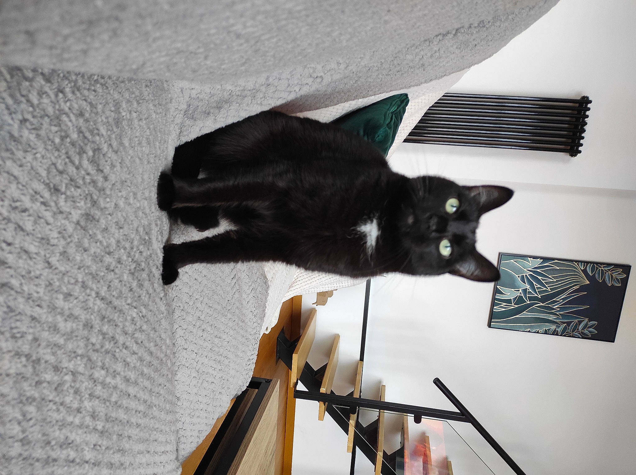 Boubou a rejoint le concours — aidez-le/la à gagner de superbes lots ! black_cat, bombay, carnivore, cat, domestic_short_haired_cat, felidae, fur, room, shadow, small_to_medium_sized_cats, tail, whiskers