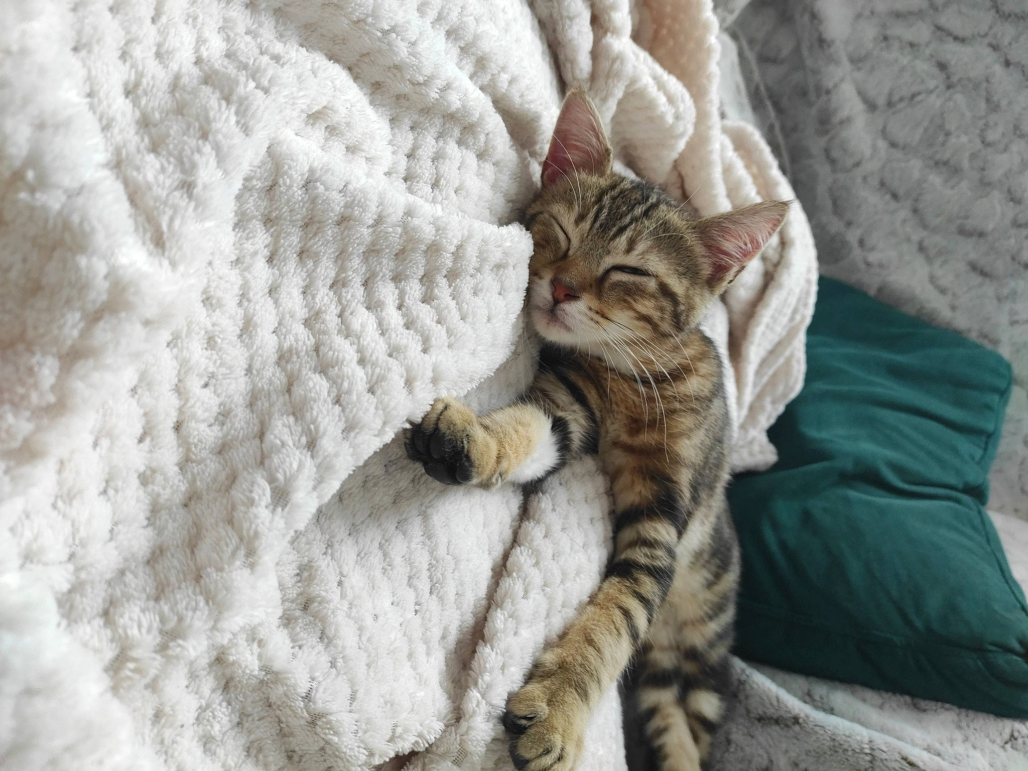 Loki participe au concours pour gagner de l'argent avec cette photo : bed, bedding, carnivore, cat, claw, comfort, domestic_short_haired_cat, fawn, felidae, fur, grey, linens, nap, pattern, paw, small_to_medium_sized_cats, snout, tail, terrestrial_animal, whiskers