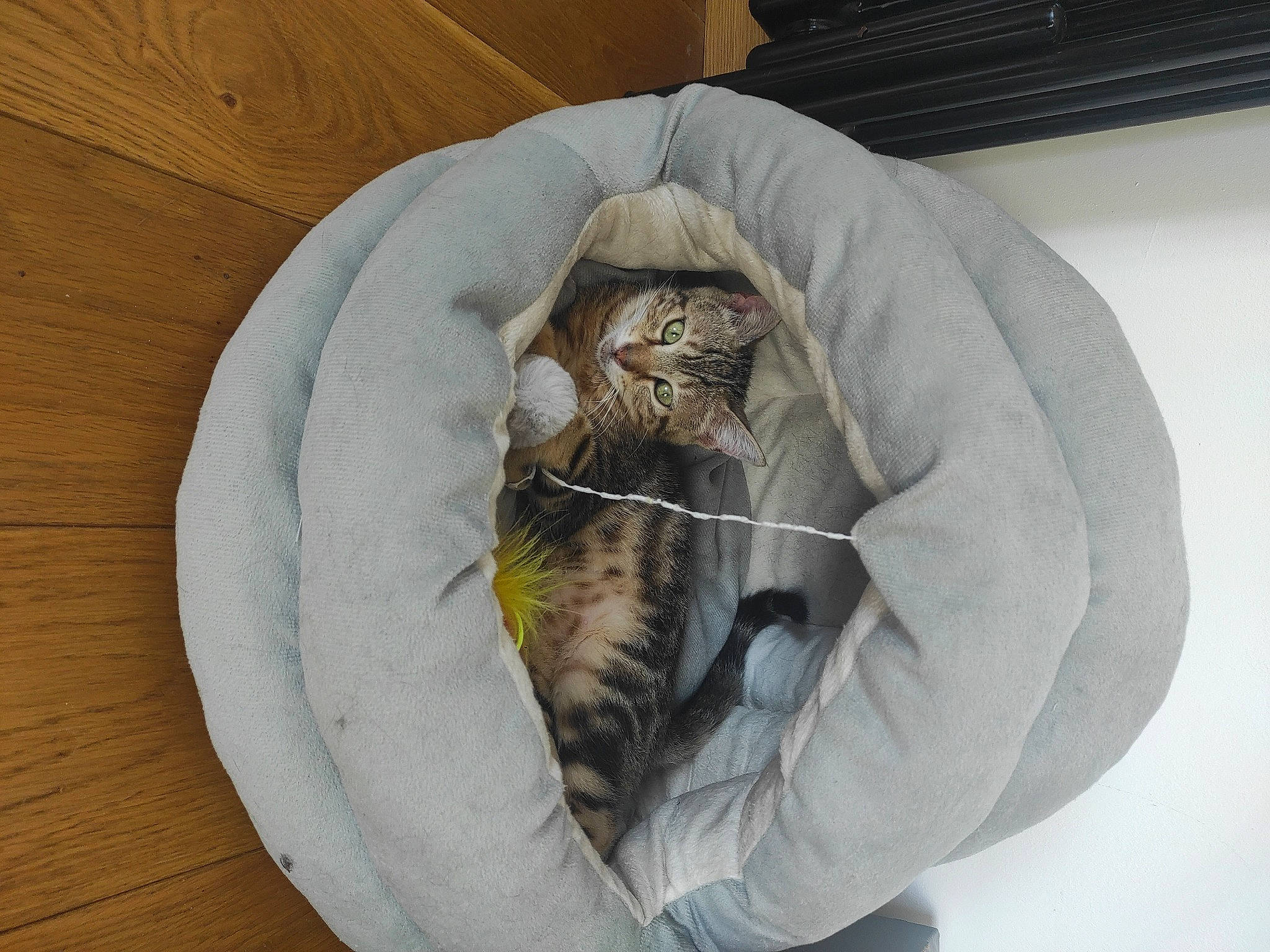 Loki a rejoint le concours — aidez-le/la à gagner de superbes lots ! bag, bean_bag, carnivore, cat, cat_bed, cat_supply, circle, comfort, domestic_short_haired_cat, felidae, fur, hardwood, pet_supply, small_to_medium_sized_cats, snout, tail, terrestrial_animal, whiskers, wood, wood_stain