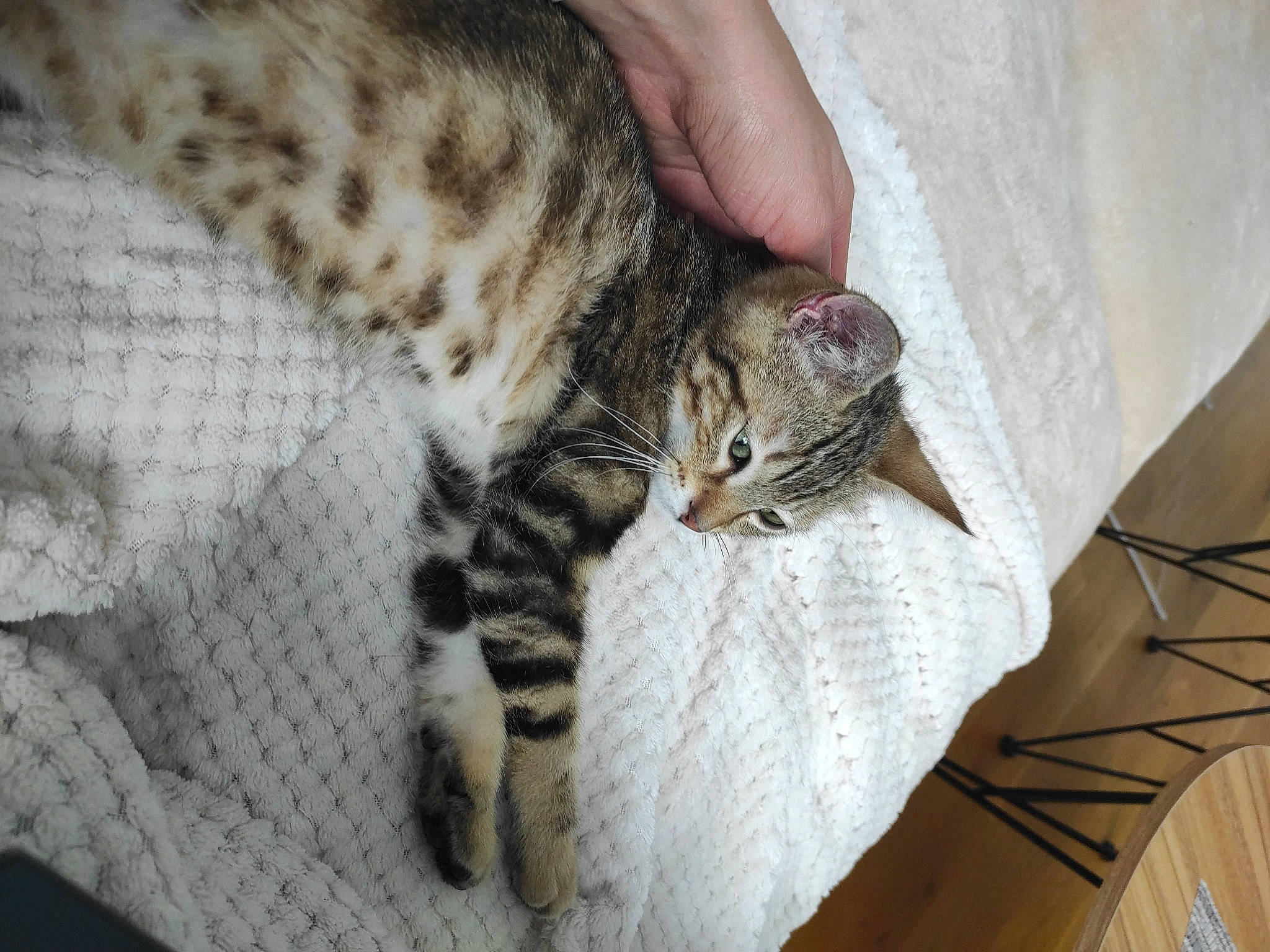 Loki participe au concours pour gagner de l'argent avec cette photo : carnivore, cat, claw, comfort, domestic_short_haired_cat, fawn, felidae, fur, pattern, paw, small_to_medium_sized_cats, snout, terrestrial_animal, whiskers, wildlife, wood