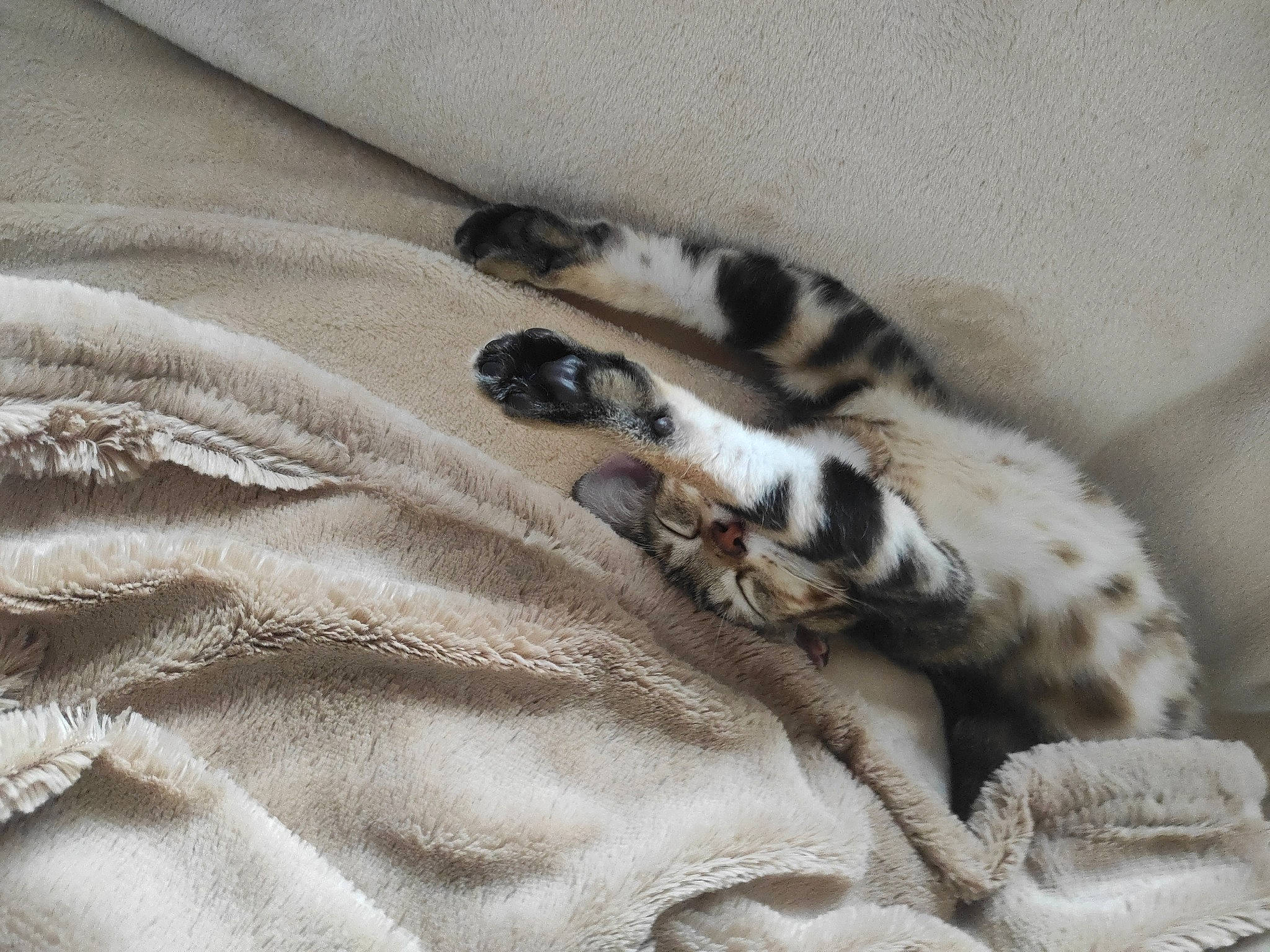 Loki a rejoint le concours — aidez-le/la à gagner de superbes lots ! blanket, canidae, carnivore, cat, claw, comfort, domestic_short_haired_cat, felidae, fur, grey, linens, nap, pattern, paw, sleeve, small_to_medium_sized_cats, tail, terrestrial_animal, whiskers