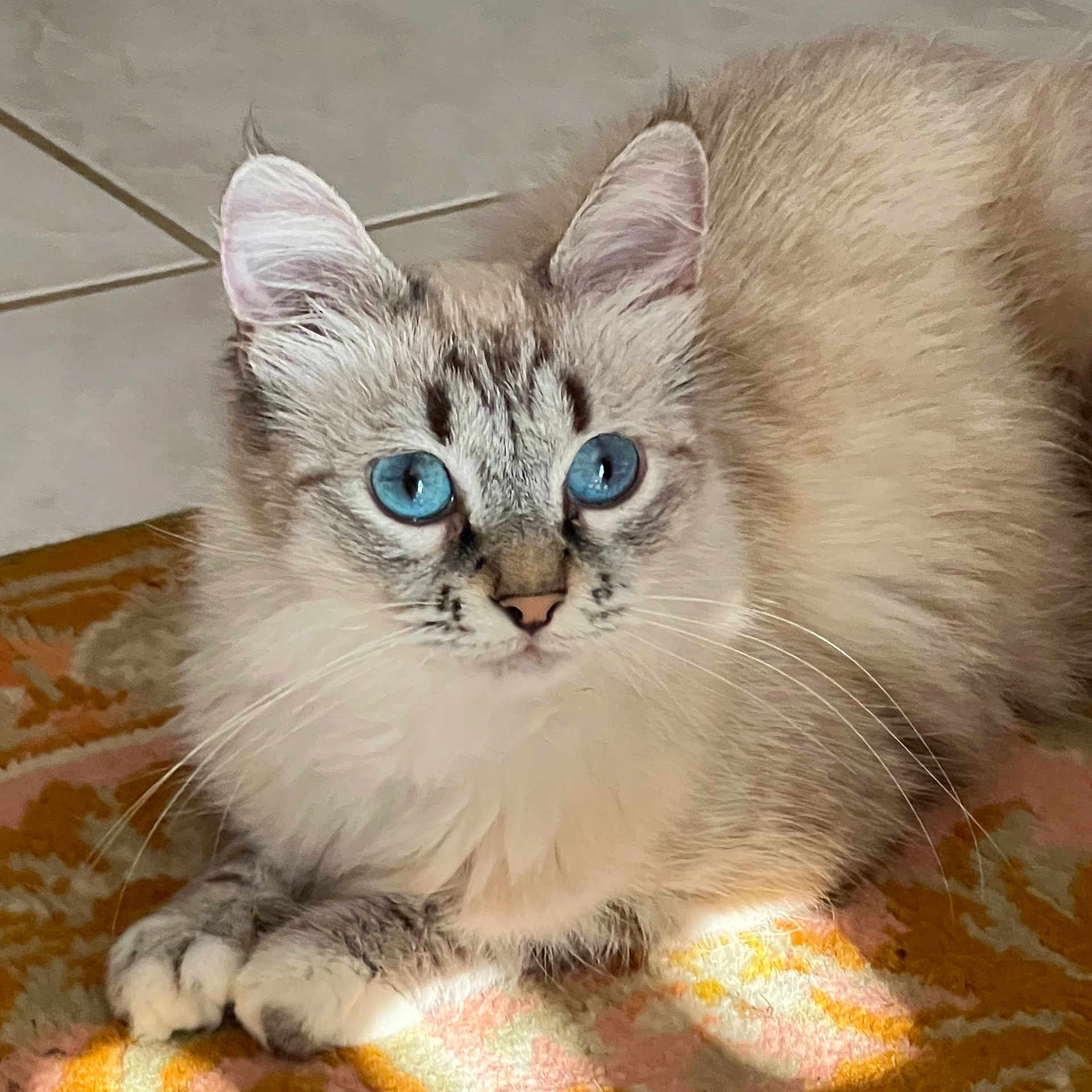 Nala participe au concours pour gagner de l'argent avec cette photo : cat, fluffy, long_hair, blue_eyes, white_fur, gray_fur, cream_fur, portrait, close_up, animal, pet, whiskers, ears, paws, lying_down, blanket, indoor, tile_floor, sunlight, staring