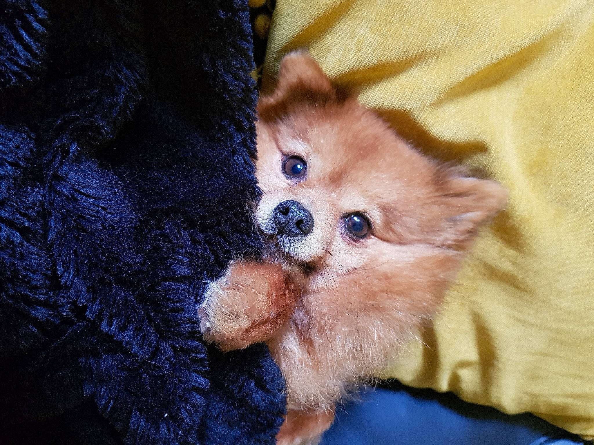 Jewel participe au concours pour gagner de l'argent avec cette photo : canidae, carnivore, cat, claw, comfort, domestic_short_haired_cat, electric_blue, fawn, felidae, fur, gesture, paw, small_to_medium_sized_cats, snout, tail, toy, whiskers