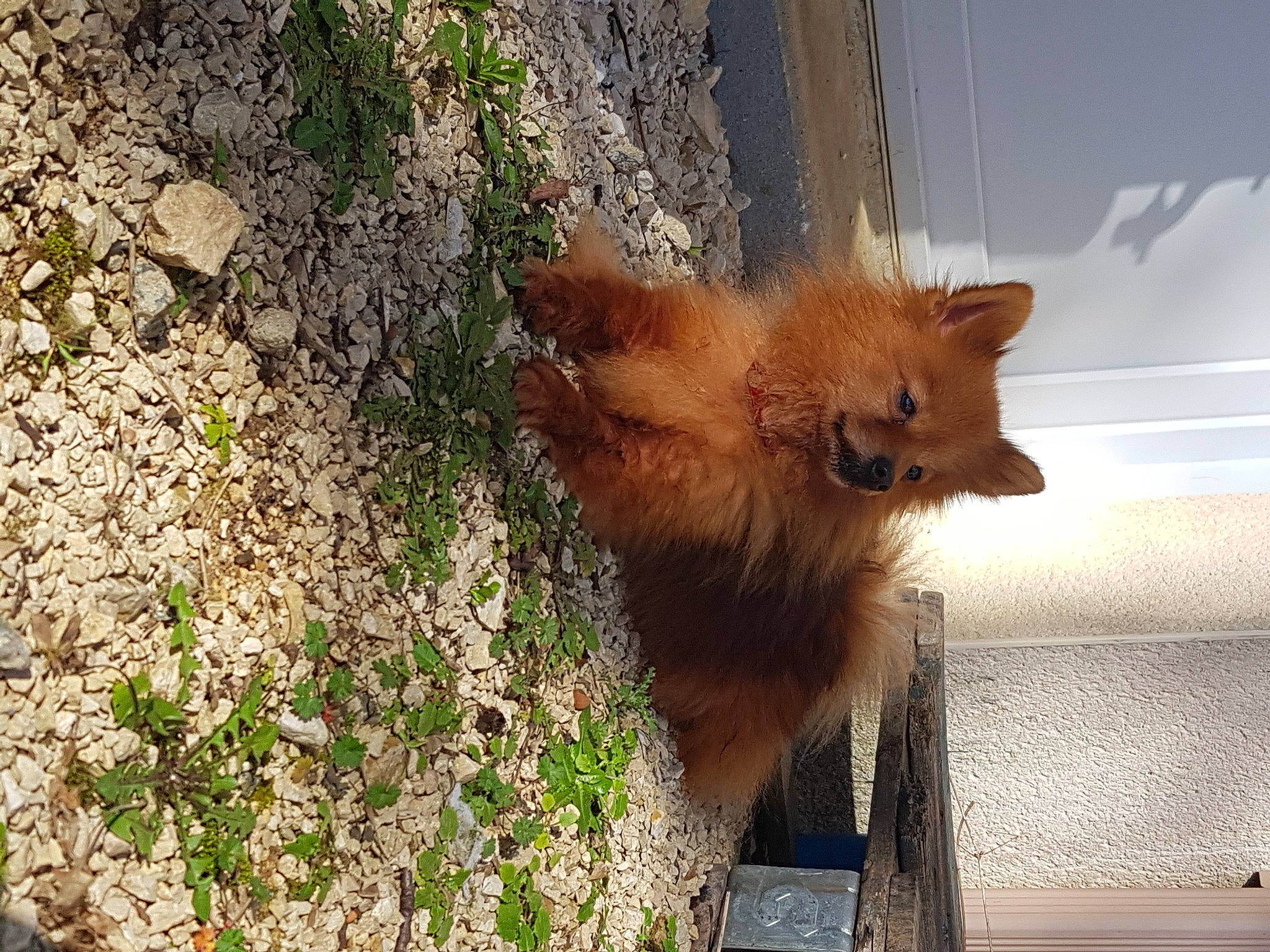 Jewel a rejoint le concours — aidez-le/la à gagner de superbes lots ! canidae, carnivore, dog_breed, fawn, felidae, fur, grass, groundcover, plant, red_panda, snout, tail, terrestrial_animal, tree, trunk, whiskers, wildlife, window, wood