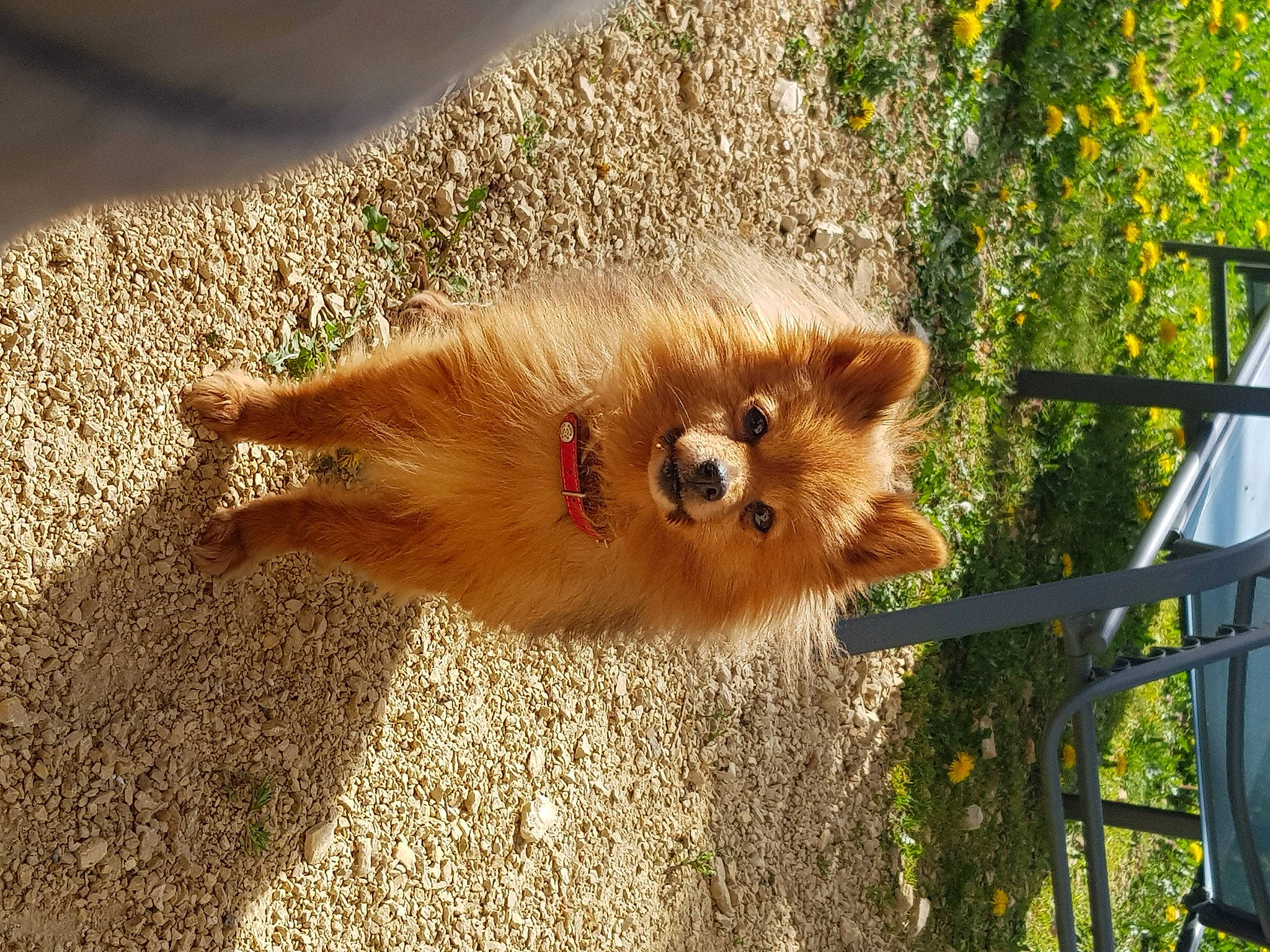 Jewel participe au concours pour gagner de l'argent avec cette photo : canis, carnivore, companion_dog, dog, dog_breed, fawn, fence, fur, german_spitz, german_spitz_klein, german_spitz_mittel, grass, plant, snout, spitz, tail, terrestrial_animal, tree, whiskers, working_animal