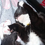 Jess joined the competition — help win amazing prizes! animal, black_and_white, cat, closeup, collar, cozy, cute, domestic_cat, feline, fur, indoor, paws, pet, pink_paw_pads, relaxed, resting, sleeping, soft_blanket, tail, whiskers