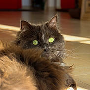 Johnny a rejoint le concours — aidez-le/la à gagner de superbes lots ! cat, fluffy, long_hair, green_eyes, whiskers, portrait, indoor, sunlight, sunbeam, floor, home, relaxed, lying_down, pet, feline, brown_fur, close_up, cozy, dramatic_lighting, living_room
