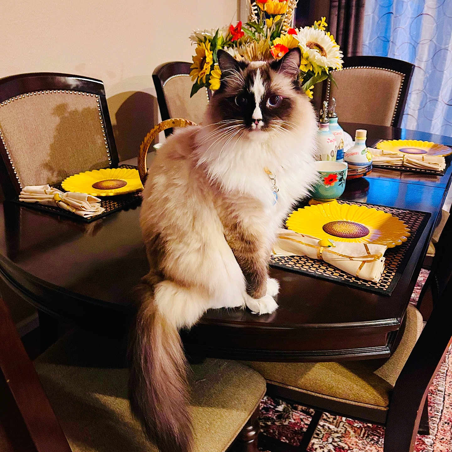 Jinx is registered to the contest to win money with this photo: cat, fluffy_cat, dining_table, flower_bouquet, sunflower_plate, napkin, chair, clock, curtains, carpet, indoor, furniture, table_setting, decor, home, pet, animal, domestic_cat, sitting, portrait