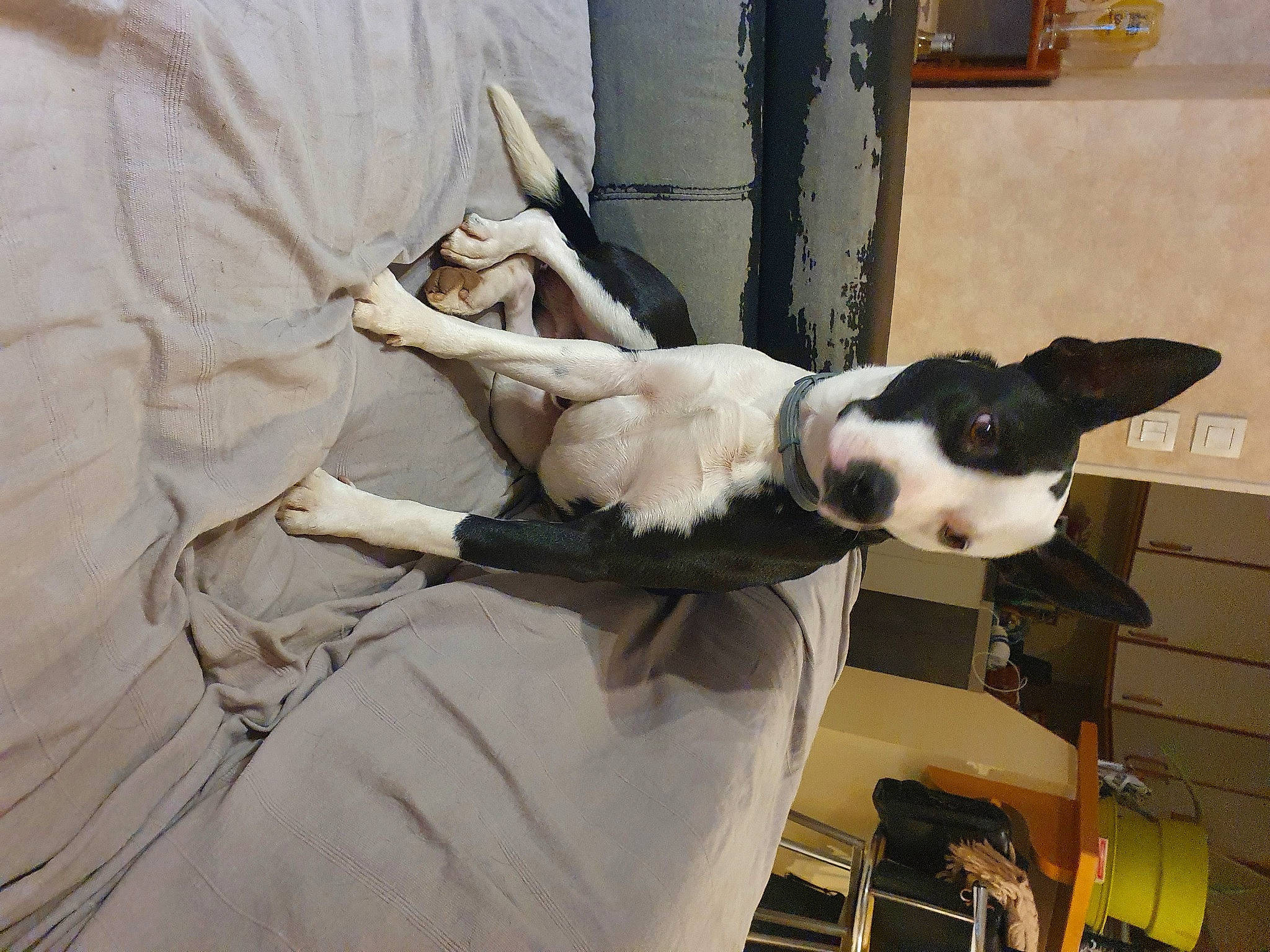 Prince participe au concours pour gagner de l'argent avec cette photo : canidae, carnivore, collar, comfort, companion_dog, dog, dog_breed, dog_collar, fawn, fur, guard_dog, non_sporting_group, sporting_group, tail, whiskers, window, working_animal