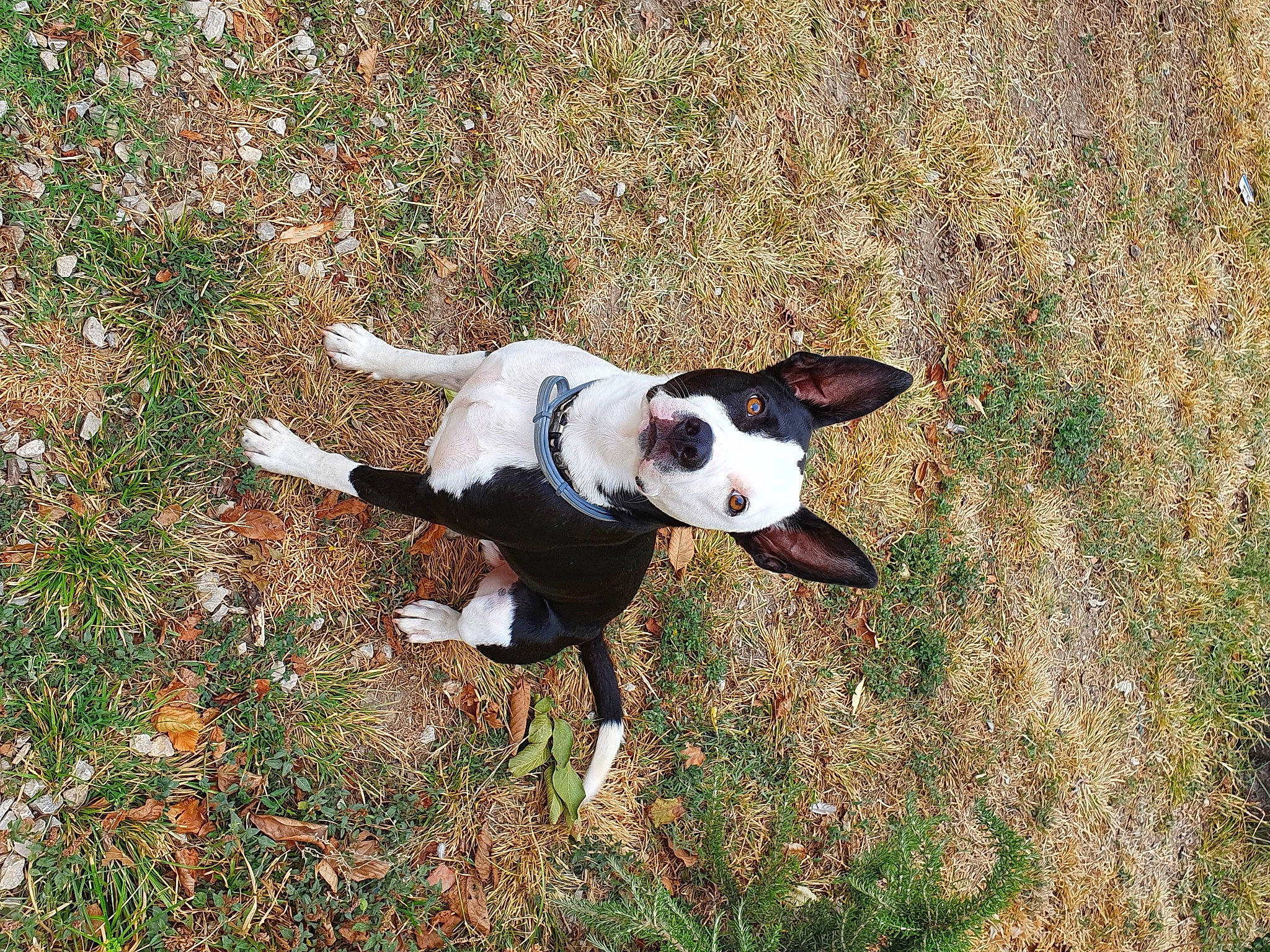 Prince a rejoint le concours — aidez-le/la à gagner de superbes lots ! boston_terrier, canidae, carmine, carnivore, collar, companion_dog, dog, dog_breed, dog_collar, dog_supply, fawn, fur, grass, people_in_nature, plant, soil, sporting_group, tail, terrier, working_animal