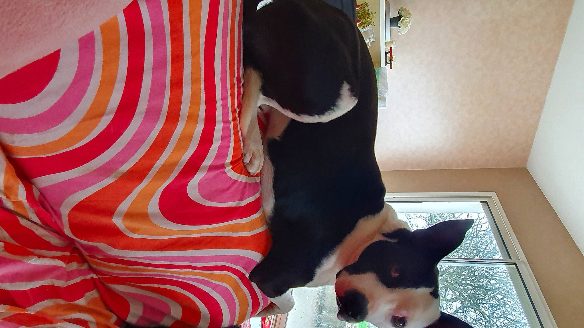 Prince participe au concours pour gagner de l'argent avec cette photo : canidae, carnivore, comfort, companion_dog, dog, dog_breed, dog_supply, fawn, felidae, human_leg, mammal, pattern, paw, small_to_medium_sized_cats, snout, sporting_group, tail, toy_dog, vertebrate, whiskers