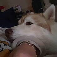 Scart a rejoint le concours — aidez-le/la à gagner de superbes lots ! accessories, animal, bodypart, bracelet, canine, couch, dog, face, finger, furniture, hand, husky, indoors, interiordesign, jewelry, person, pet, photoframe, puppy, ring