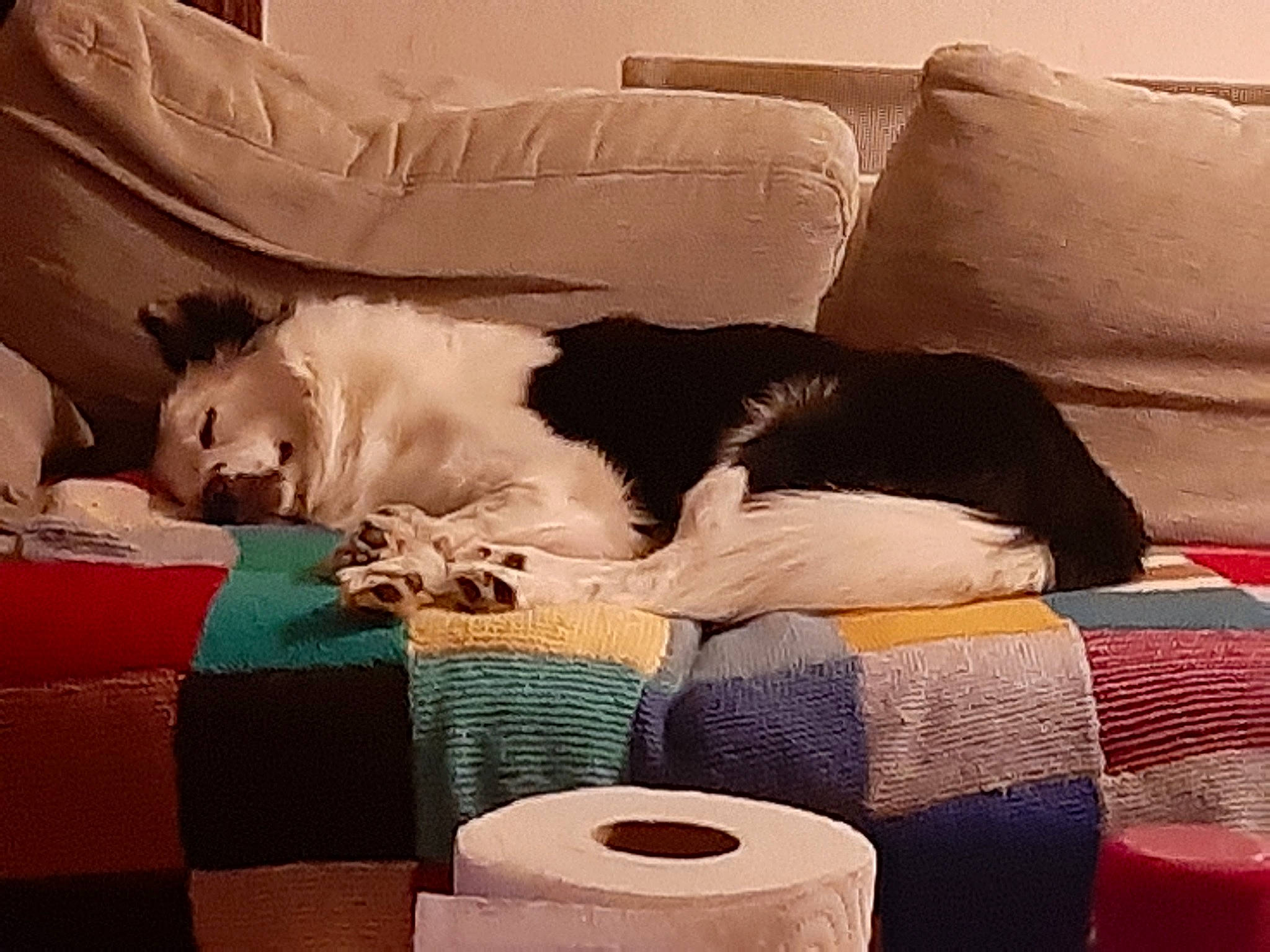 Loustic participe au concours pour gagner de l'argent avec cette photo : canidae, carnivore, cat, comfort, companion_dog, couch, felidae, furniture, nap, pillow, room, small_to_medium_sized_cats, sporting_group