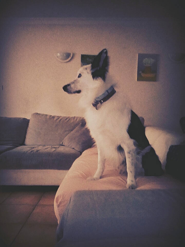 Loustic participe au concours pour gagner de l'argent avec cette photo : canidae, carnivore, companion_dog, dog, dog_breed, mammal, room, samoyed, siberian_husky, vertebrate