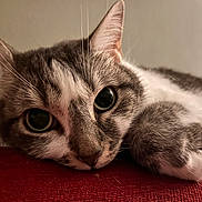 Chiii participe au concours pour gagner de l'argent avec cette photo : cat, close_up, animal, pet, feline, lying_down, relaxed, indoor, whiskers, fur, face, paw, red_surface, cute, eyes, soft, domestic_animal, resting, muzzle, tabby
