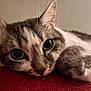 cat, close_up, animal, pet, feline, lying_down, relaxed, indoor, whiskers, fur, face, paw, red_surface, cute, eyes, soft, domestic_animal, resting, muzzle, tabby