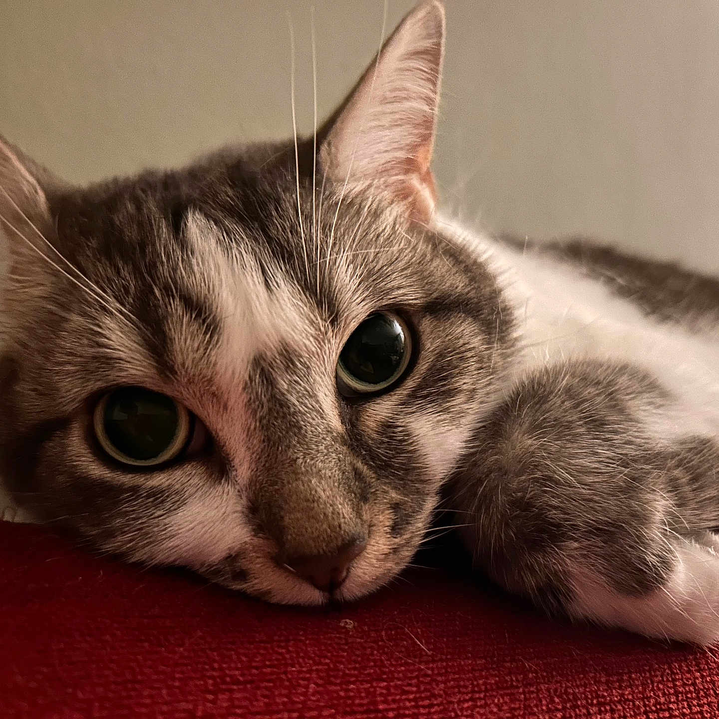 Chiii participe au concours pour gagner de l'argent avec cette photo : animal, cat, close_up, cute, domestic_animal, eyes, face, feline, fur, indoor, lying_down, muzzle, paw, pet, red_surface, relaxed, resting, soft, tabby, whiskers