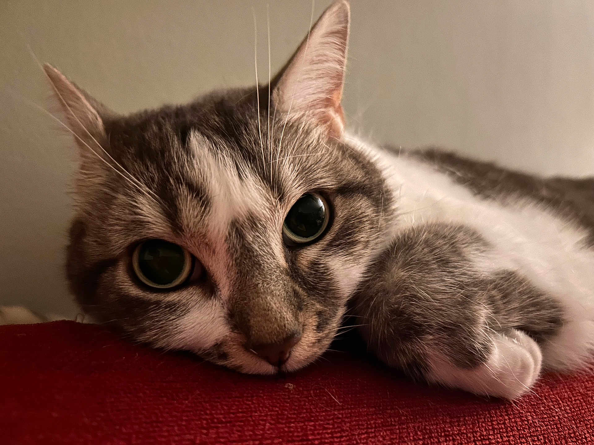 Chiii participe au concours pour gagner de l'argent avec cette photo : cat, close_up, animal, pet, feline, lying_down, relaxed, indoor, whiskers, fur, face, paw, red_surface, cute, eyes, soft, domestic_animal, resting, muzzle, tabby