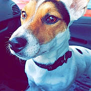 Nutea participe au concours pour gagner de l'argent avec cette photo : dog, dog_breed, dog_breed_group, dog_like_mammal, jack_russell_terrier, miniature_fox_terrier, puppy, rat_terrier, russell_terrier, snout, tenterfield_terrier