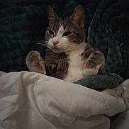 Atom a rejoint le concours — aidez-le/la à gagner de superbes lots ! cat, bed, blanket, comforter, feline, fur, indoor, nap, paws, pet, relaxed, resting, sleepy, soft, tucked_in, white, gray, cozy, cute, warm