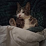 cat, bed, blanket, comforter, feline, fur, indoor, nap, paws, pet, relaxed, resting, sleepy, soft, tucked_in, white, gray, cozy, cute, warm
