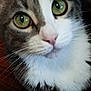 Atom a rejoint le concours — aidez-le/la à gagner de superbes lots ! cat, close_up, green_eyes, whiskers, fur, pet, animal, cute, domestic_cat, face, tabby, white_fur, gray_fur, curious, portrait, indoor, mammal, feline, nose, soft