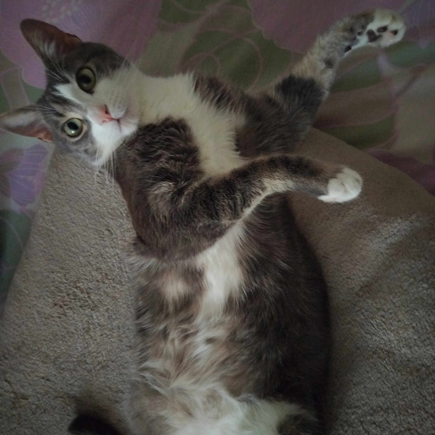 Atom participe au concours pour gagner de l'argent avec cette photo : animal, cat, close_up, curious, cute, feline, fur, gray_fur, indoor, looking_up, lying_down, mammal, paws, pet, playful, relaxed, resting, tabby, whiskers, white_fur